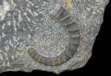 Pair Of Devonian Anetoceras Ammonites - Morocco #67721-5